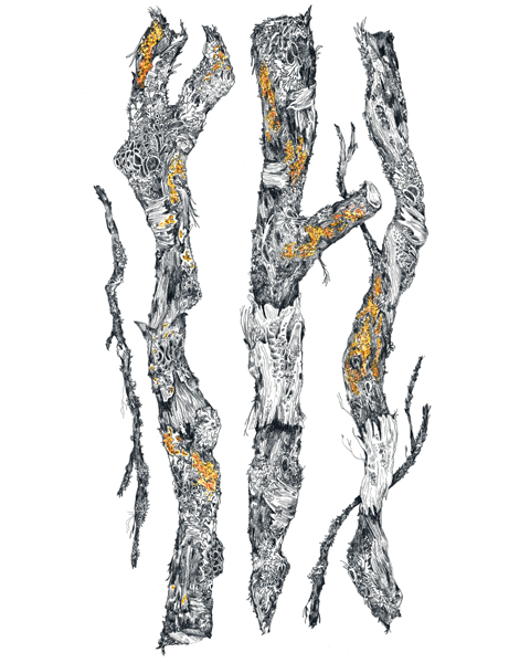 Lichen