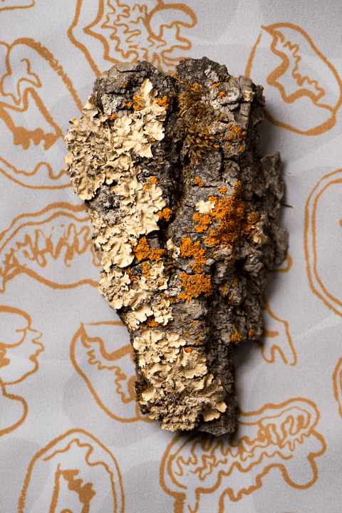 Lichen