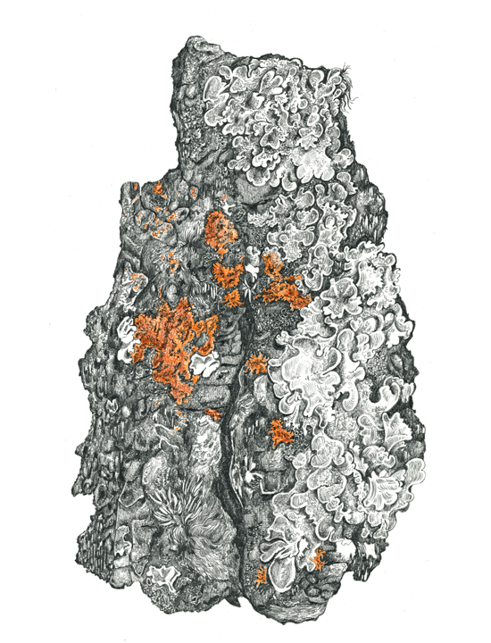 Lichen